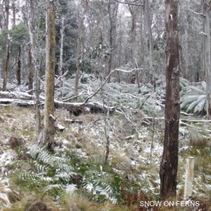 Snow on Ferns at Barrington Tops