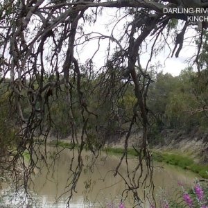 Darling River, Kinchega NP