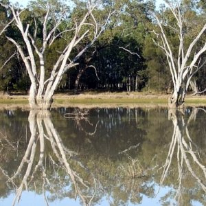 Early Morning Reflections, Yarrie Lake, Nsw