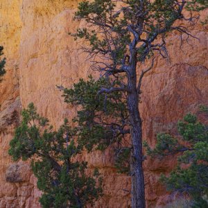 Bryce Canyon Evening Hike