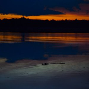 Alligator swimming past sunset at our site Welaka Florida