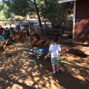 Yosemite Pines RV park petting zoo