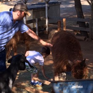 Yosemite Pines RV park petting zoo