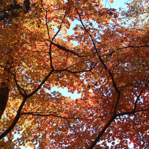 13_ColorCanopy