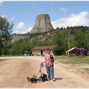 Walking our doxies Devil Tower