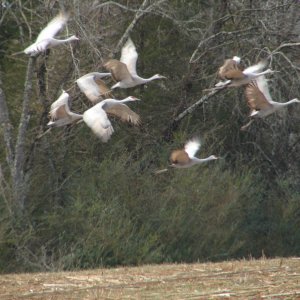 Sandhill cranes