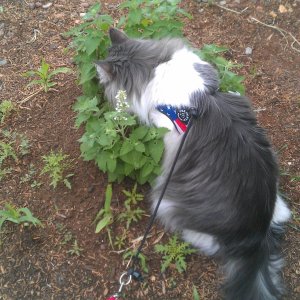 Evie in the catnip!