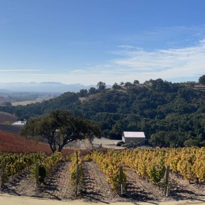 Fall colors in the vineyard