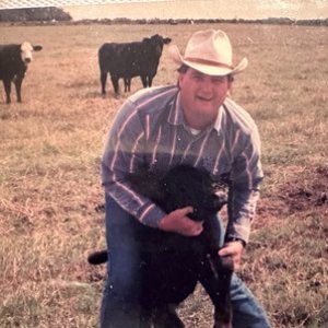 Working cattle and tagging