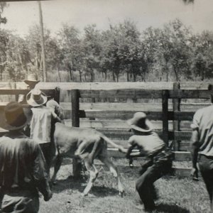 Old photo of a yearly cattle roundup and tagging.