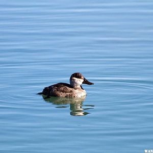 Ruddy Duck