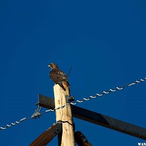 Red Tail Hawk