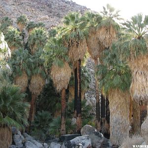 The palms at 49 Palms Oasis