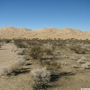 Kelso Dunes Trail1