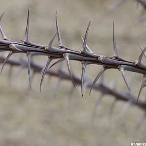 Ocotillo