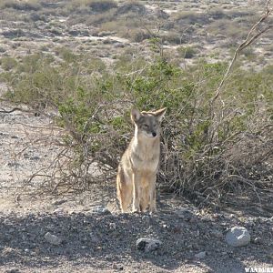 Friendly coyote.