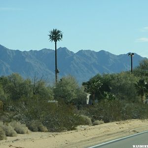 Palm Tree cell tower.