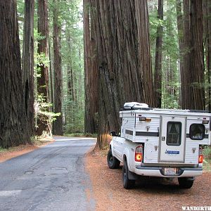 Humboldt Redwoods SP