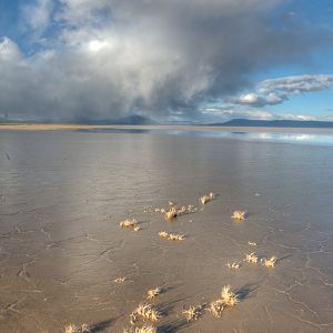 Alvord mud with cloud and salt grass; looking north