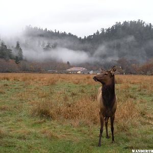 there are a lot of elk