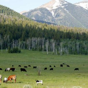 West of yellowstone