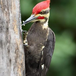 IMG 0167 Plited woodpecker