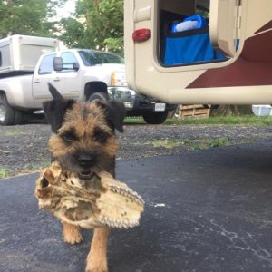 GCH Brian Wilson Border Terrier