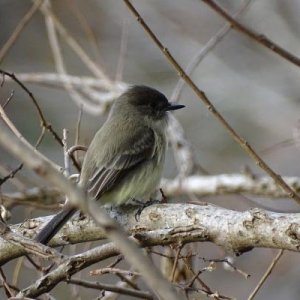 Eastern Phoebe