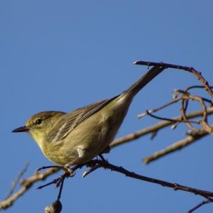 Pine Warbler