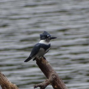 Belted Kingfisher