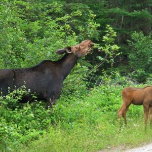 129 2 Old Railway Track Bike Trail Algonquin Park ont.