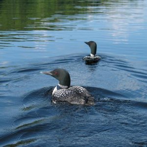 130 3035 Loons on Lake of Two Rivers Algonquin Park Ont.