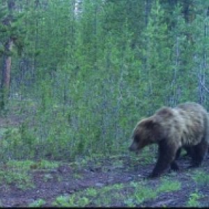 Grizzly with a cub 30' behind the RV.