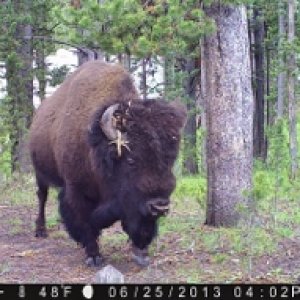 Bert the Buffalo