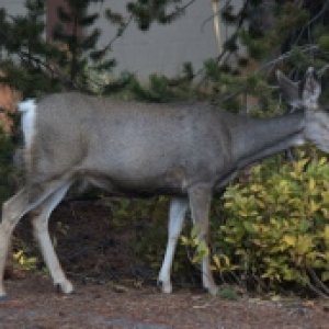 Muley in the next site.