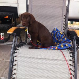 Our labs first camping trip