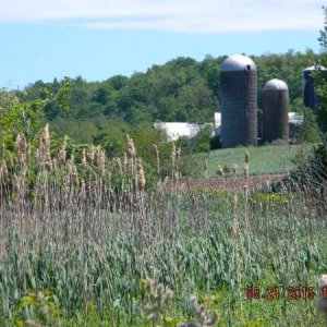 Farming in Central, NY