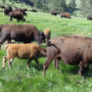 Custer State Park, SD