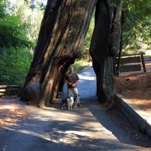 Giant Redwoods