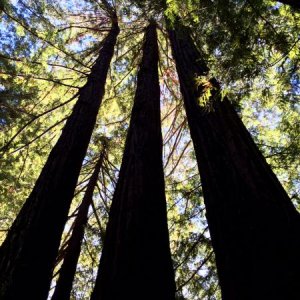 Giant Redwoods