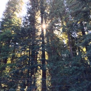 Giant Redwoods