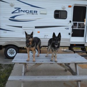 Guarding the Zinger, or waiting for food.