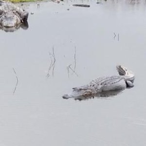 When you're lost in the Everglades and find this....