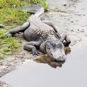 When you're lost in the Everglades and find this....