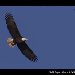 1003PS Bald Eagle   Yard Birds   Concord, NH, USA 03 09 21