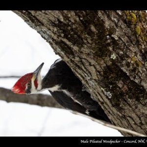 1004PS Male Pileated Woodpecker Playing Peek a boo By The Merrimack River   Concord, NH, USA 03 06 21