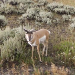 Pronghorn