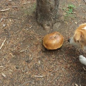 There were huge mushrooms at Fishing Bridge