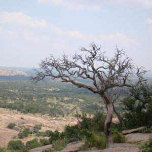 There are trees growing on top of the rock.