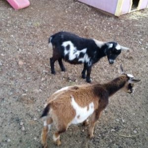 Goats at the petting zoo.